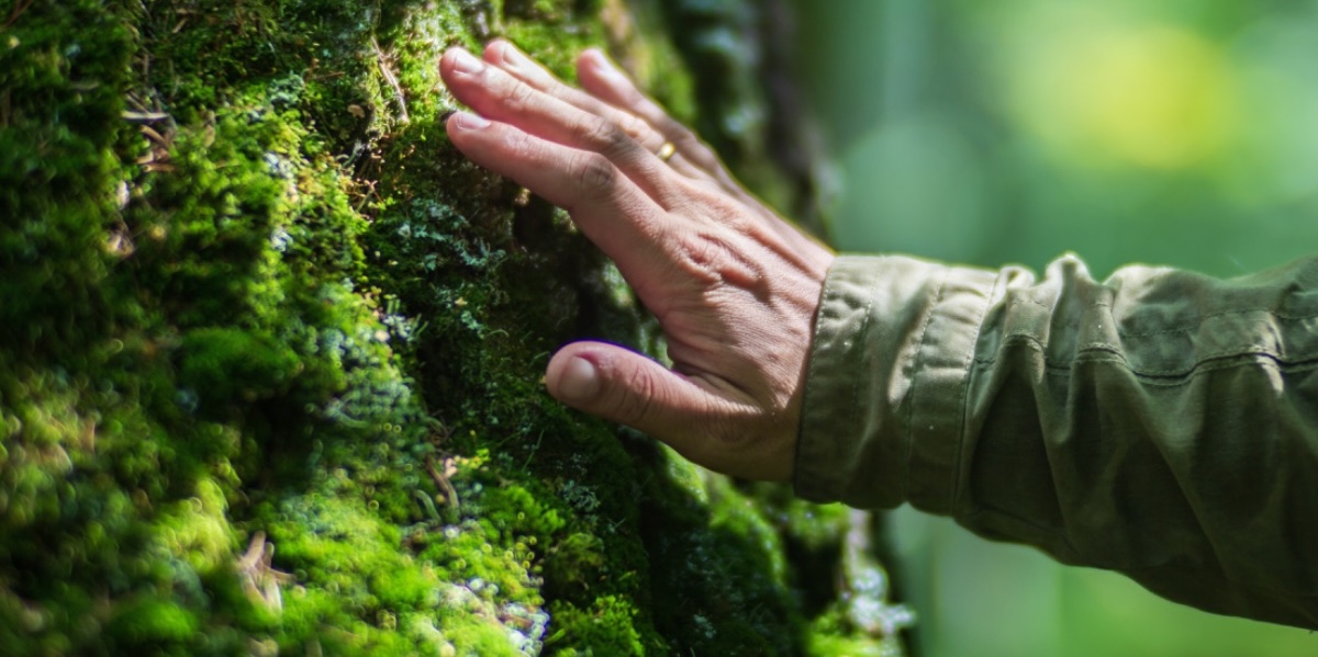 Healthy forests are our right!