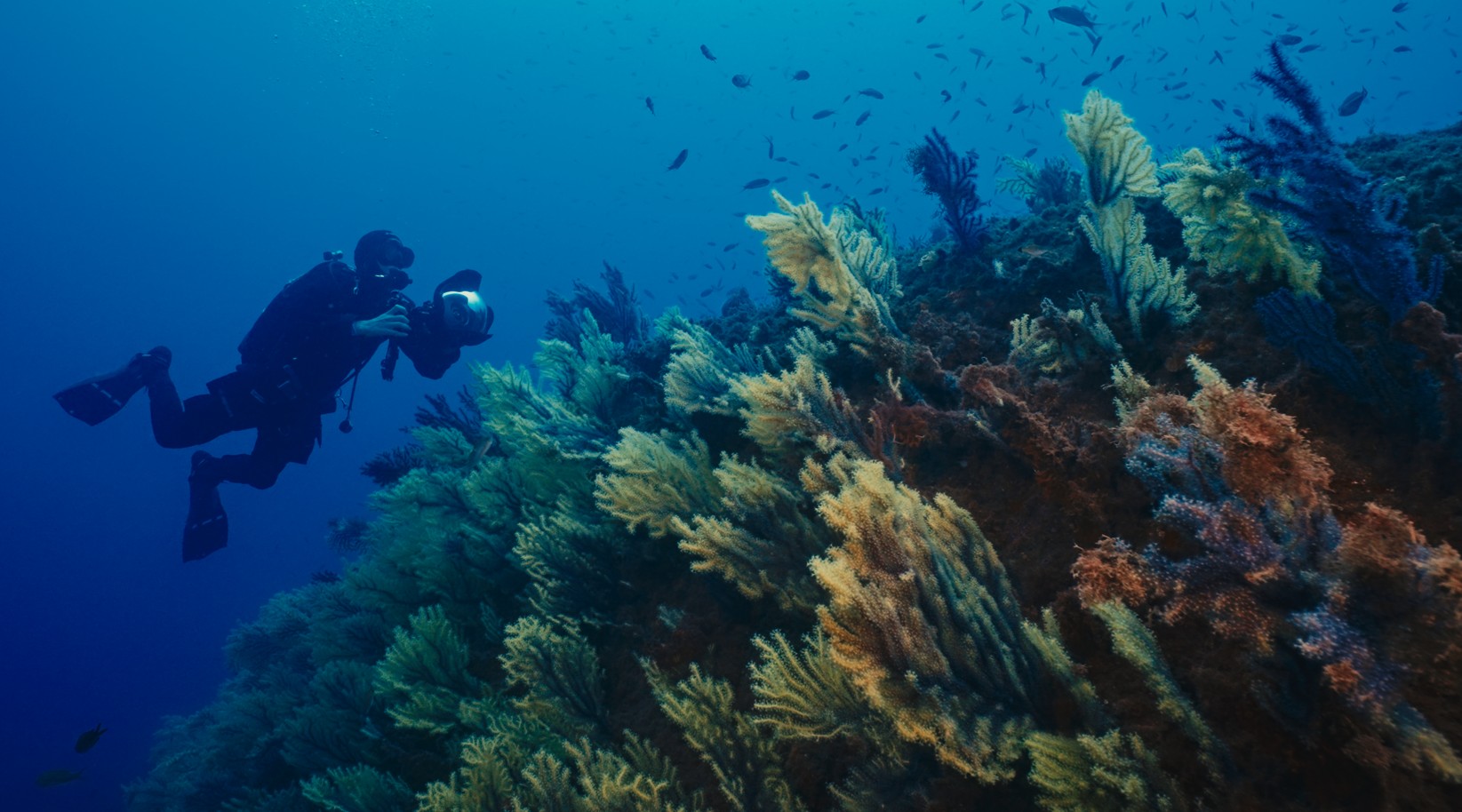 Ban coral-killing sunscreen!
