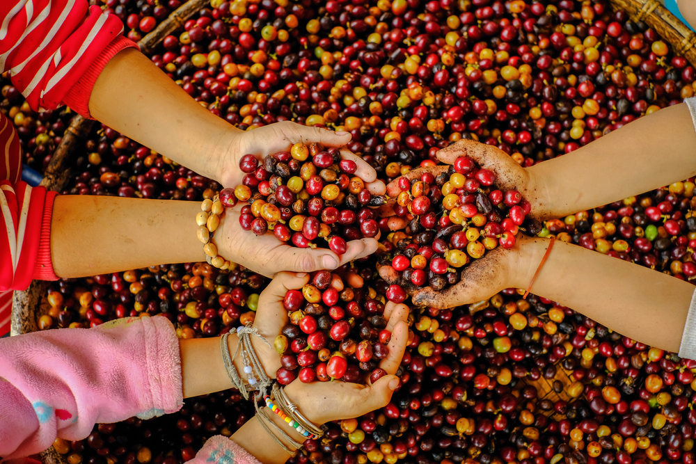 Our coffee shouldn’t cost a childhood