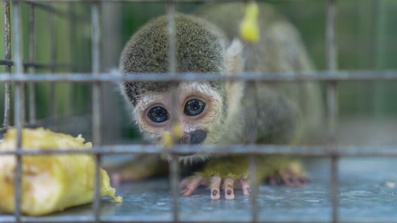 Stop traffickers. Protect wildlife